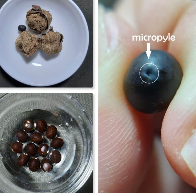 Canna Lily Seeds Harvesting & Propagating Guide