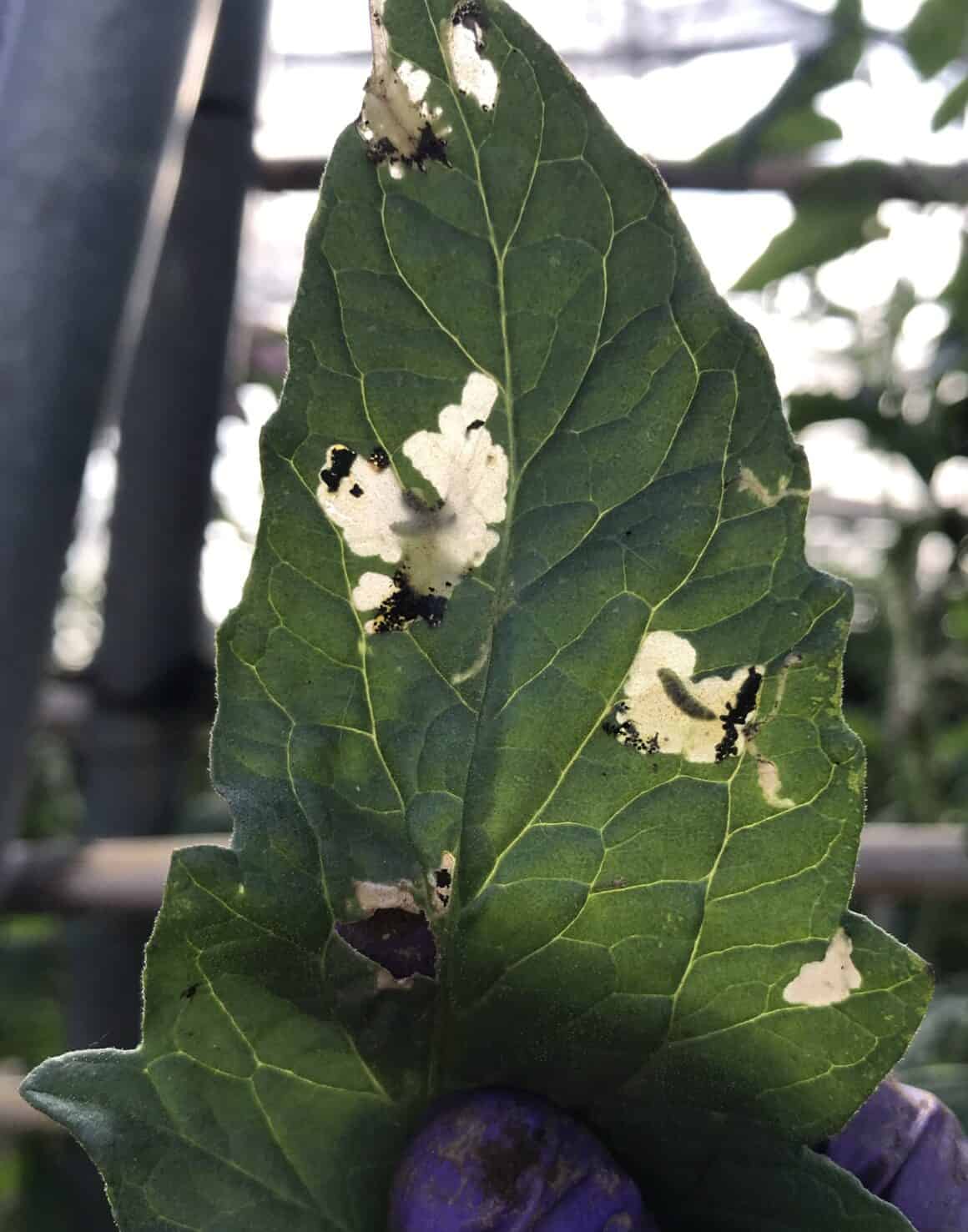 How to Treat Lemon Tree Yellow Leaves? (Causes and Solutions) Plants