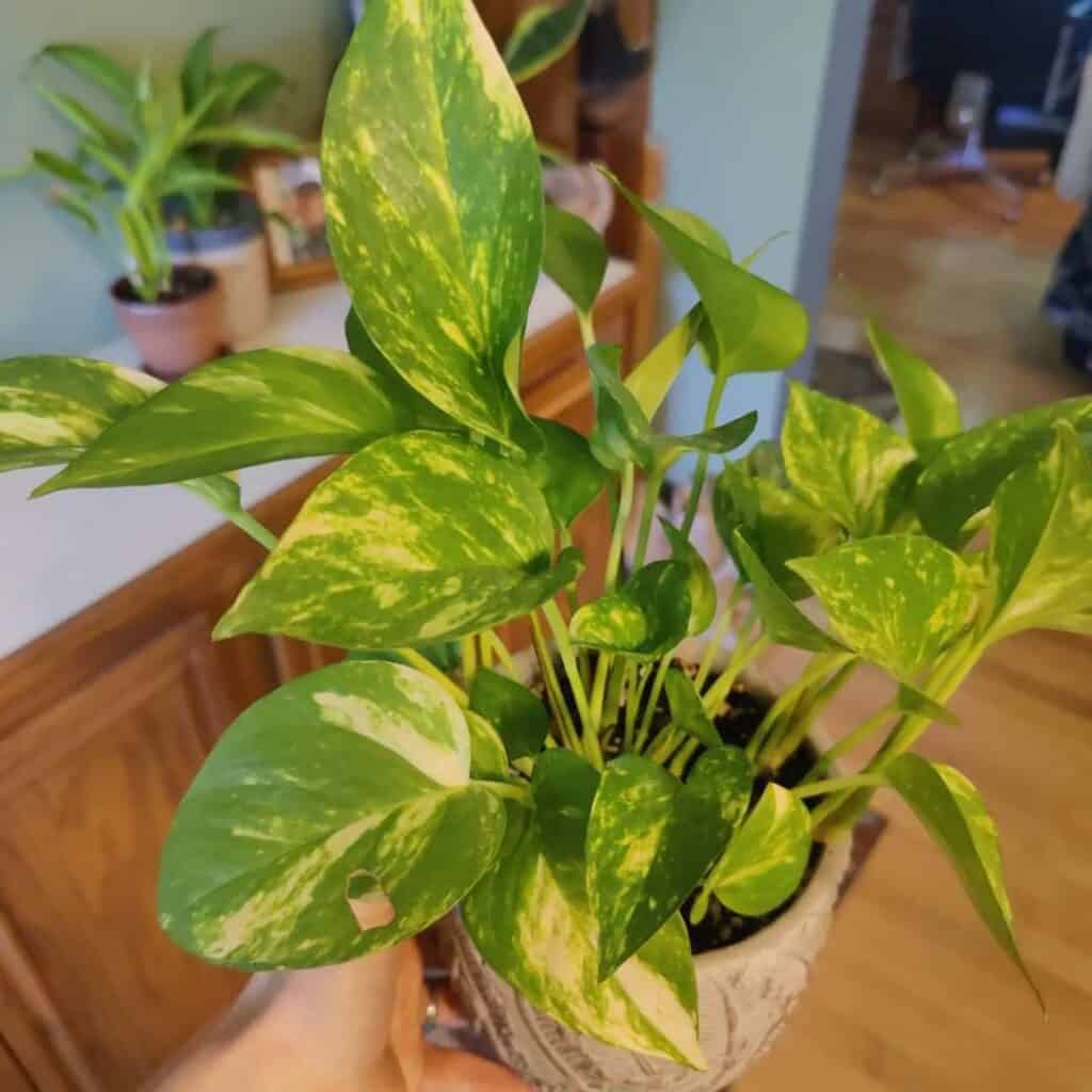 Pothos growing outdoors