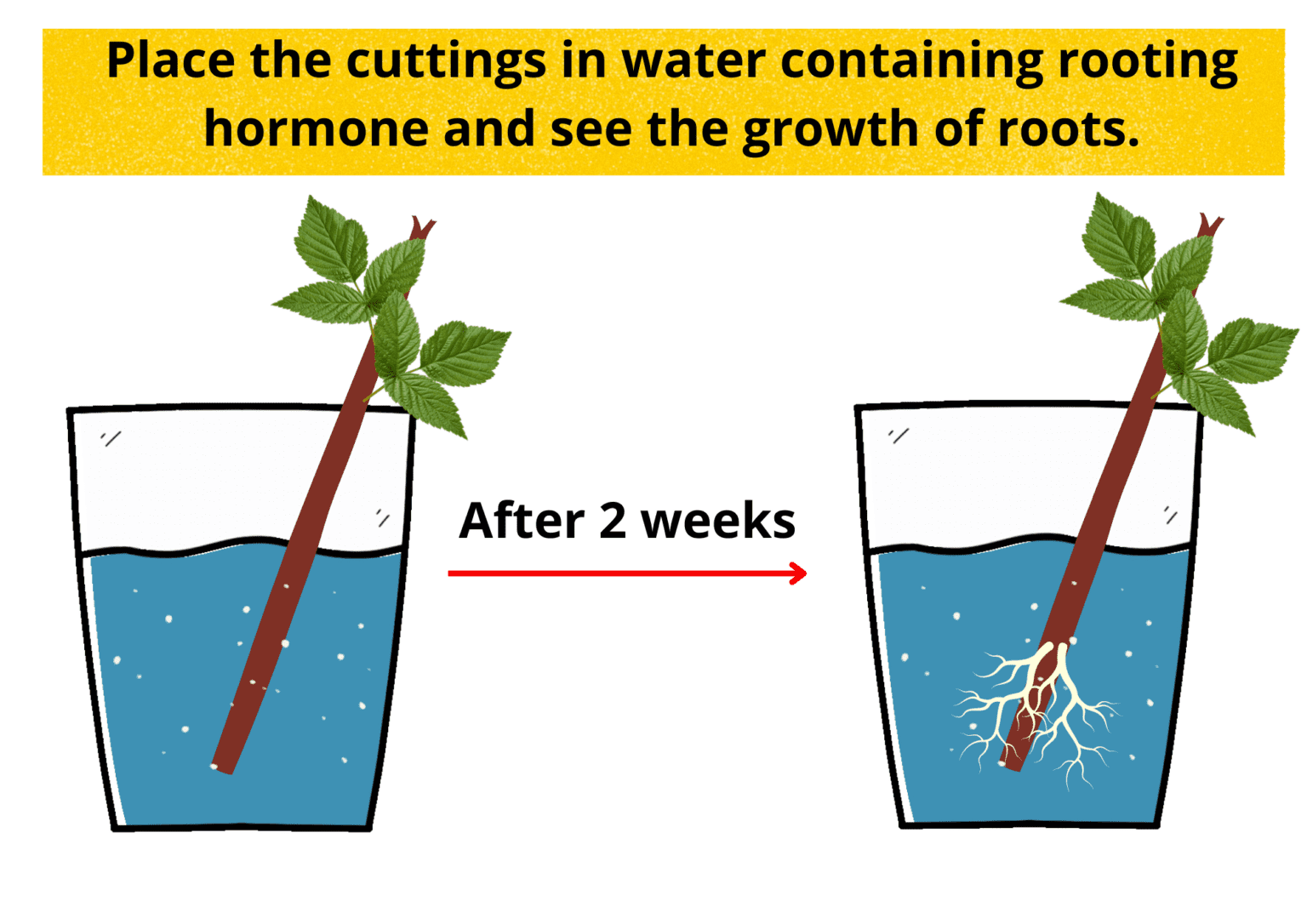 How To Propagate Raspberries? [Ultimate Guide]