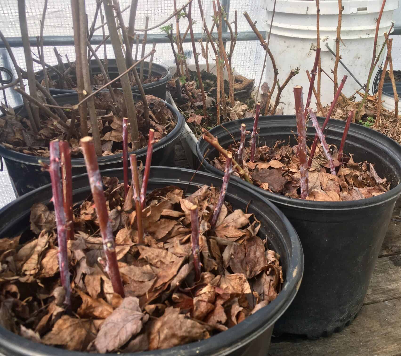 The image represents the stem or cane cuttings of Raspberries planted for propagation