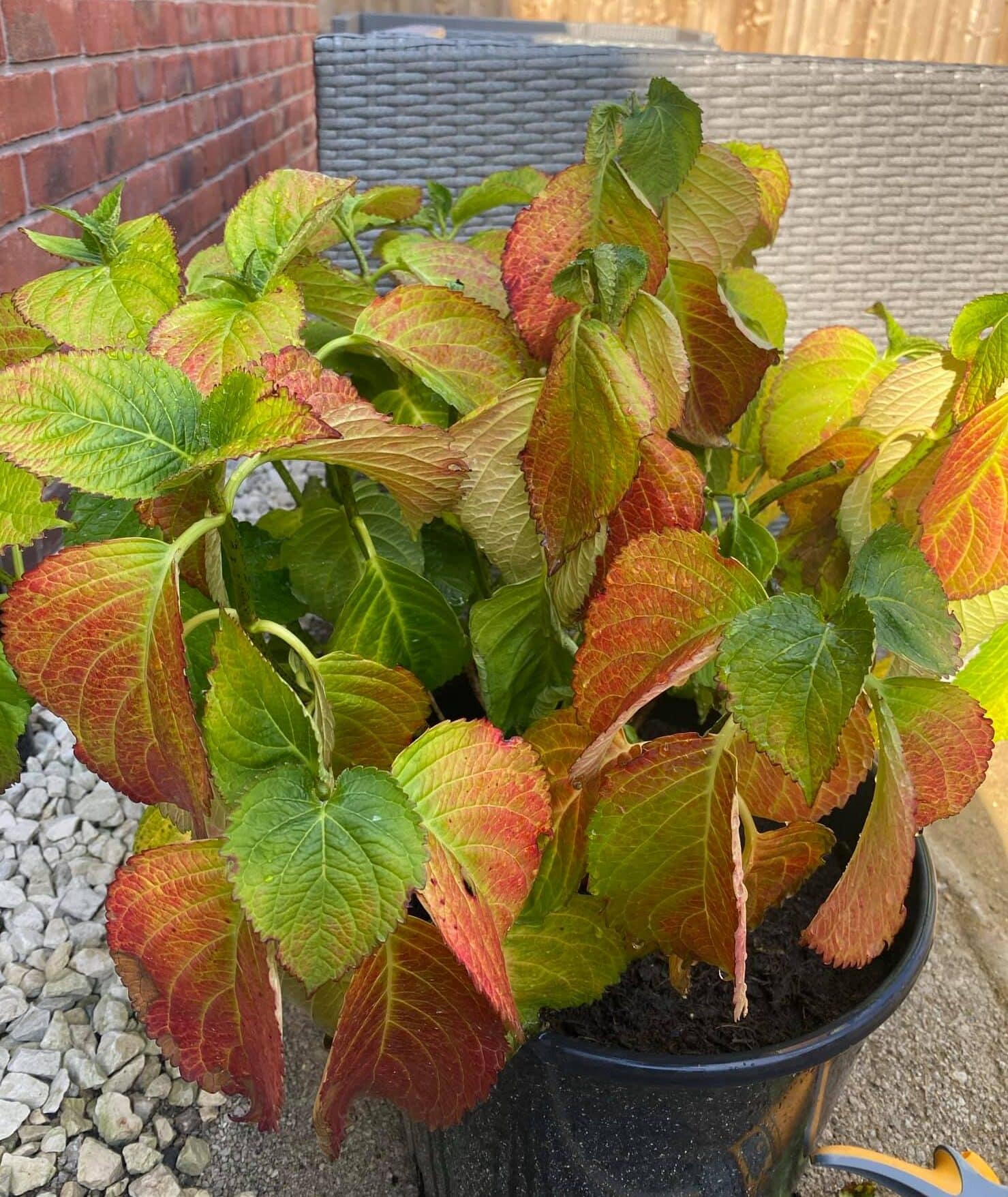 Image represents color change in Hydrangea leaves