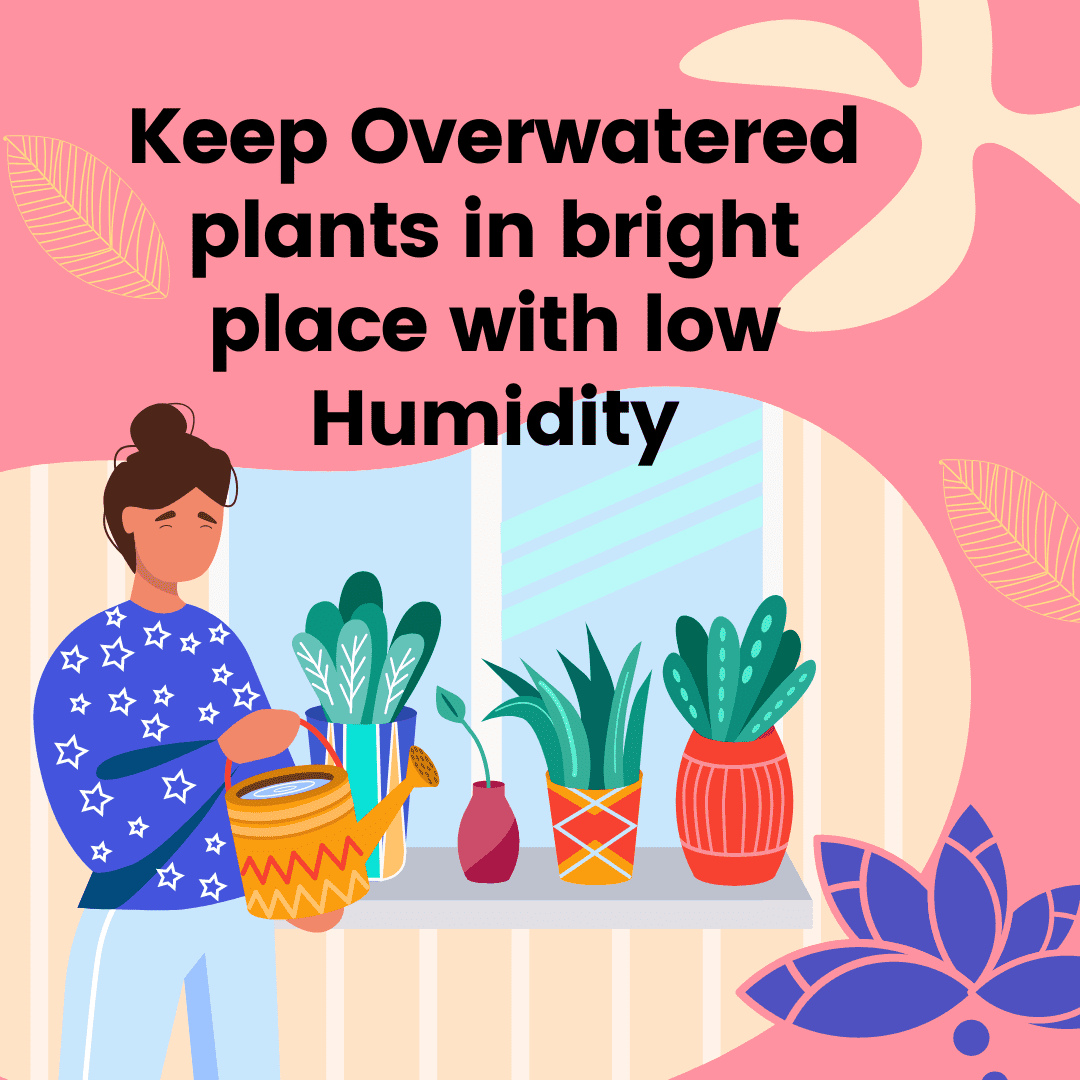 revive methods to revive overwatered vs. under watered plants