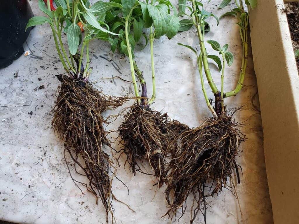 Root rot in Salvia