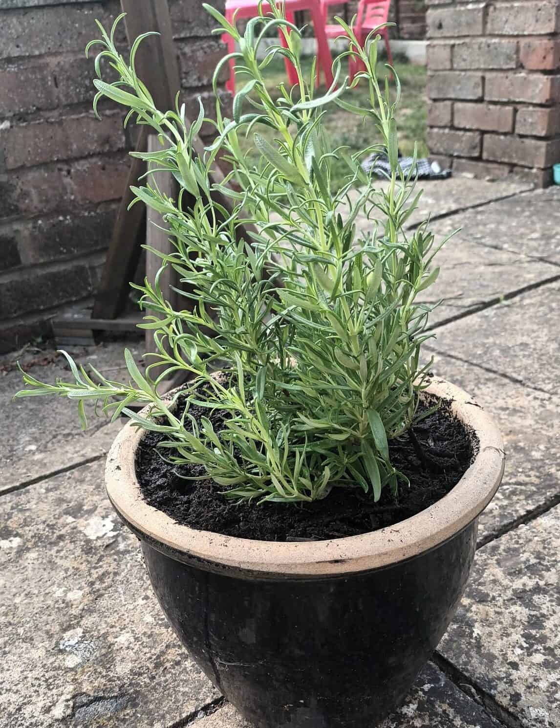 Image represents Rosemary growing in a pot on a terrace.