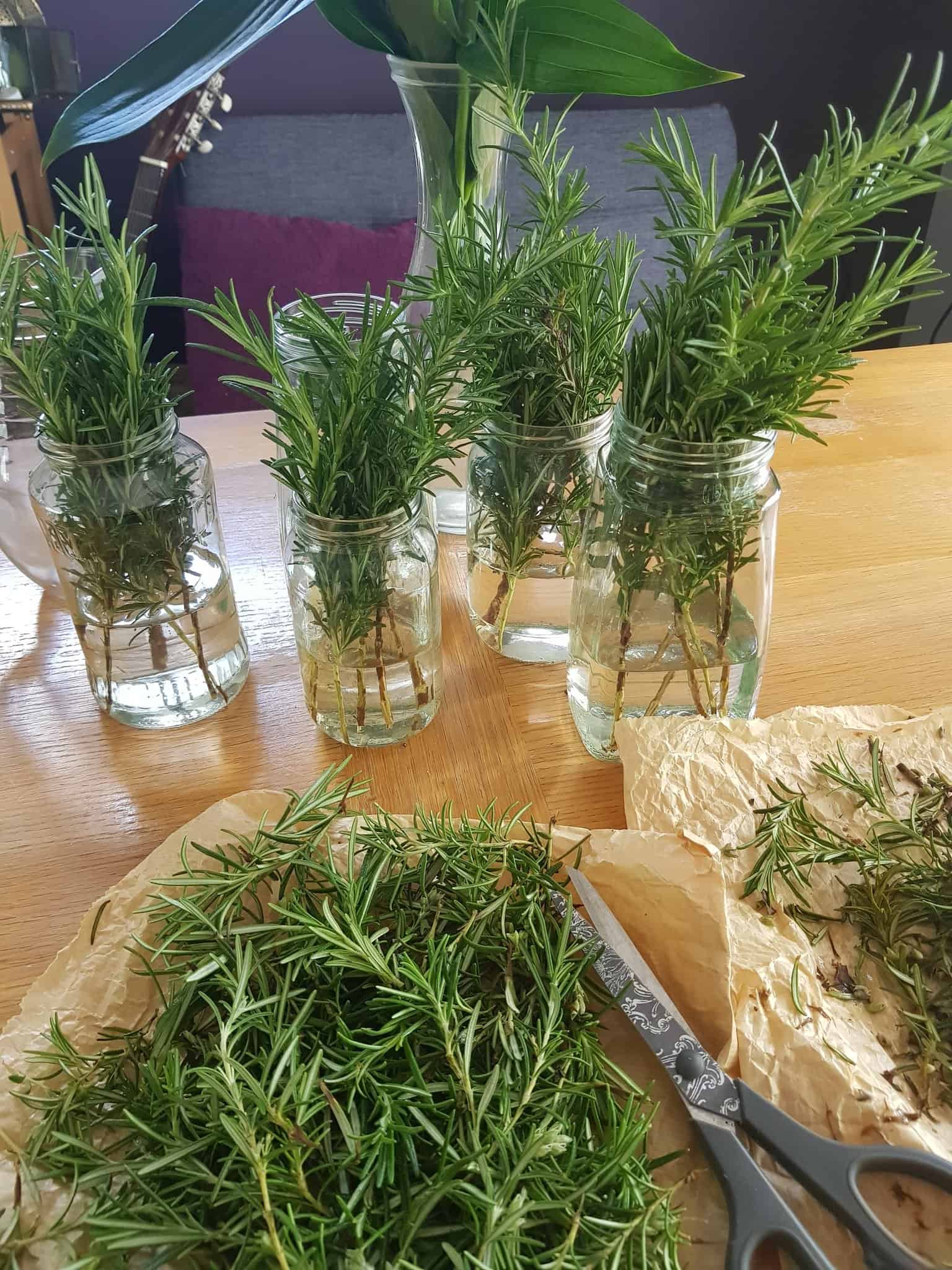 Image represents propagating Rosemary cuttings in water