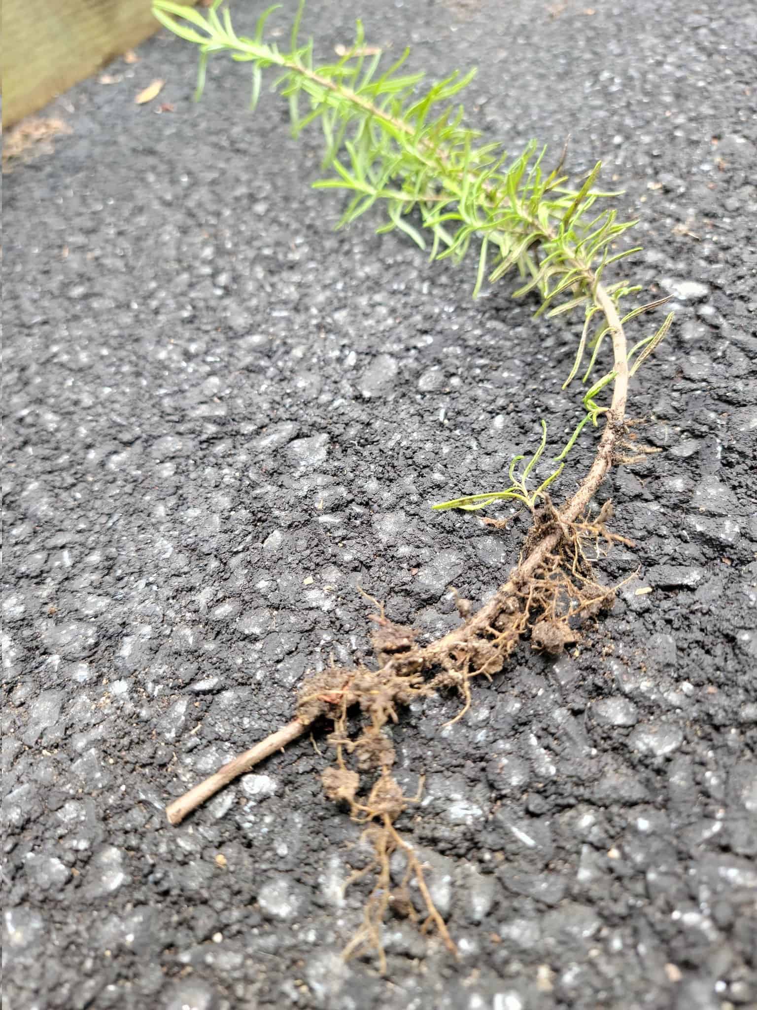 Image represents a Rosemary stem with roots.