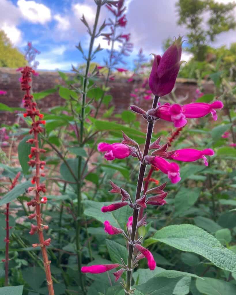 How to Deadhead Salvias? Queries Solved!