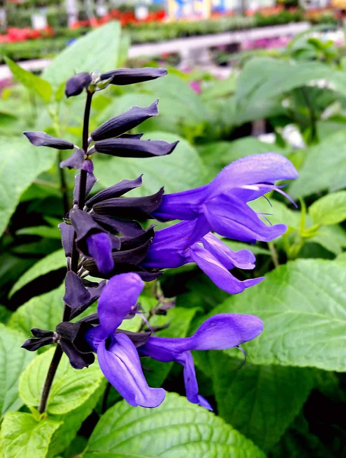 Purple flowers of Salvia