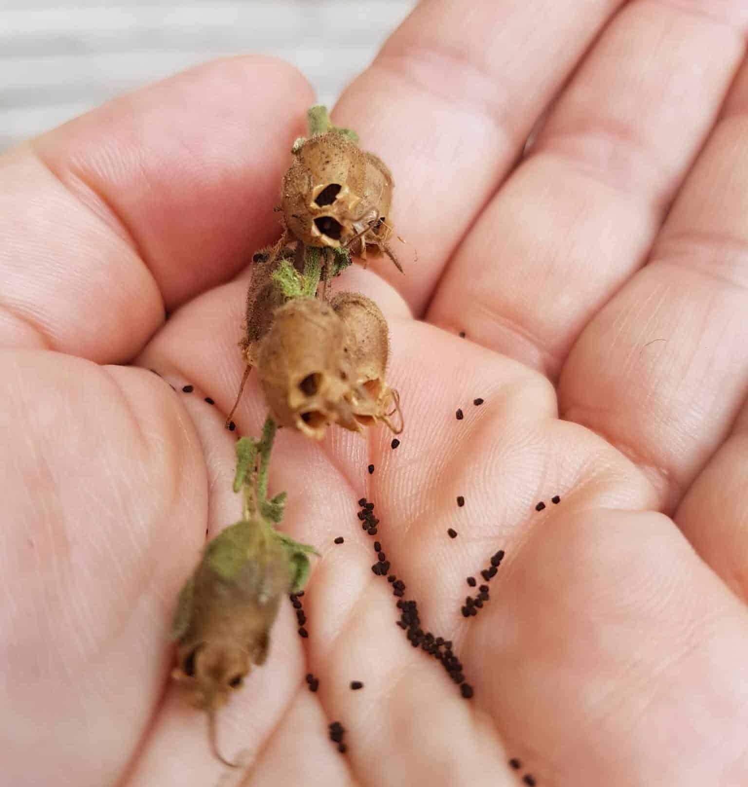 Best Way for Collecting Snapdragon Seeds! - Plants Craze