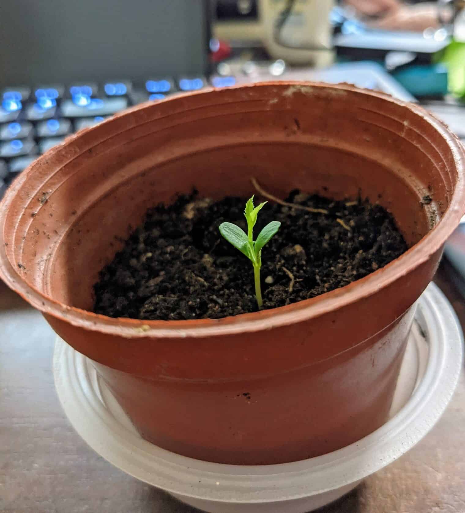 A pot filled with soil and a seedling is sprouting.