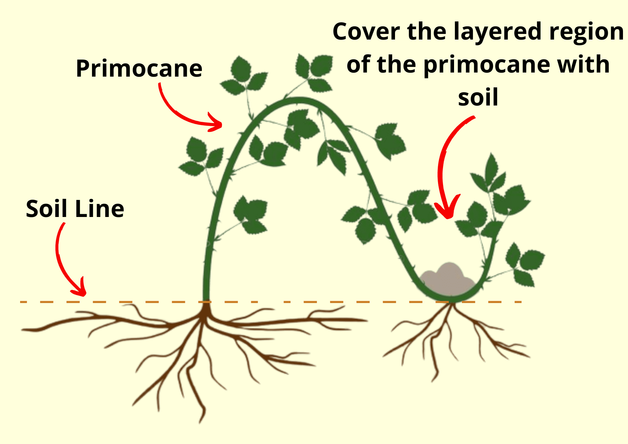 Ultimate guide to propagating raspberries plants craze