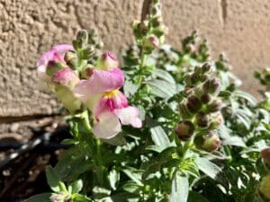 pinching snapdragon seedling