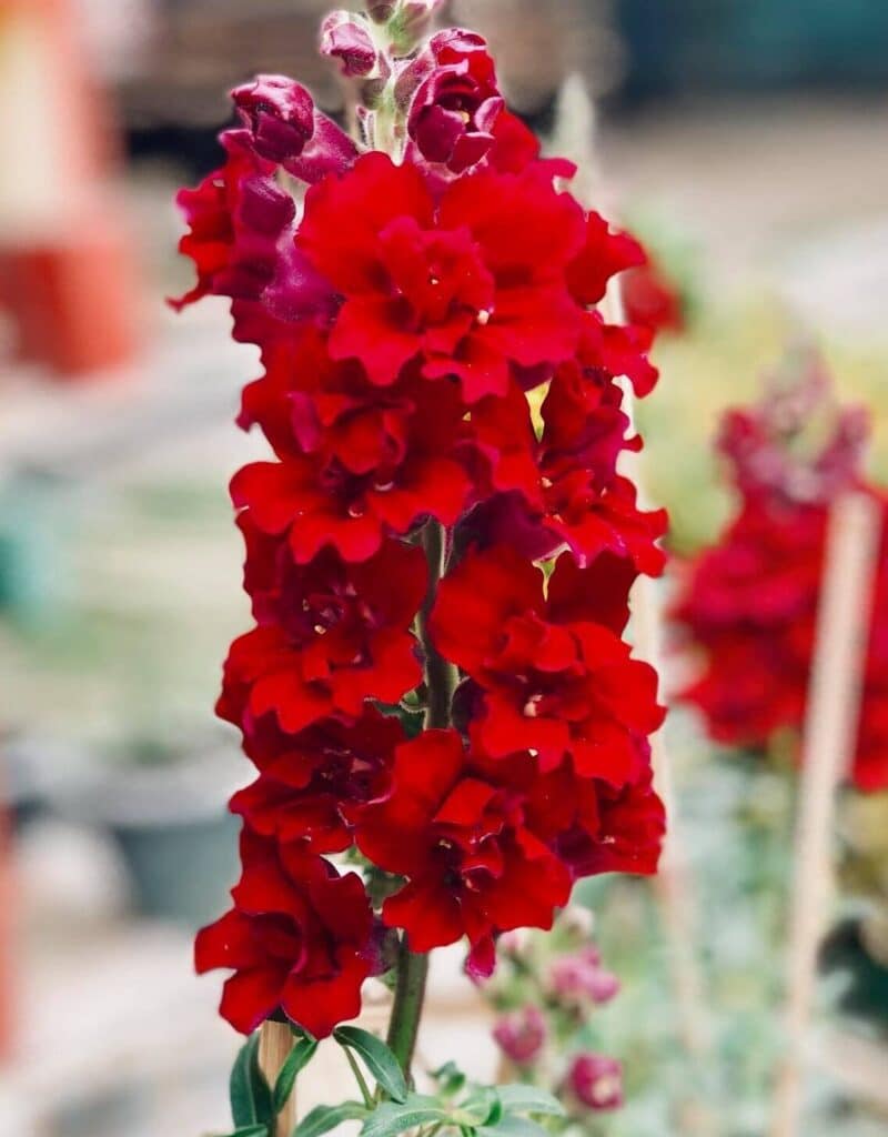 Deadhead Snapdragons [7 Helpful Tips to Deadhead Properly]