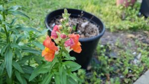 Deadhead Snapdragons from time to time to maintain its vigorous growth.