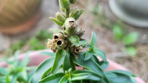 seed pods of Snapdragon