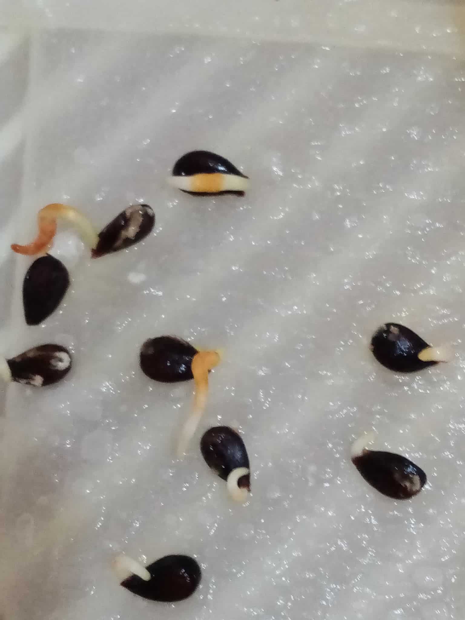 Nine germinated seeds of apple over a white paper.