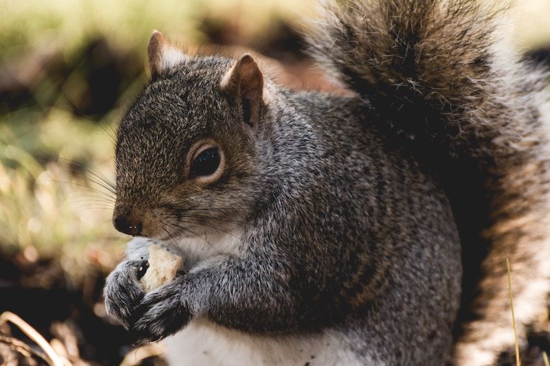 Keep Squirrels from Digging Up Plants [Top Approved Hacks]