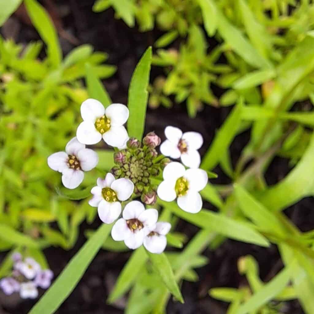 Sweet Alyssum