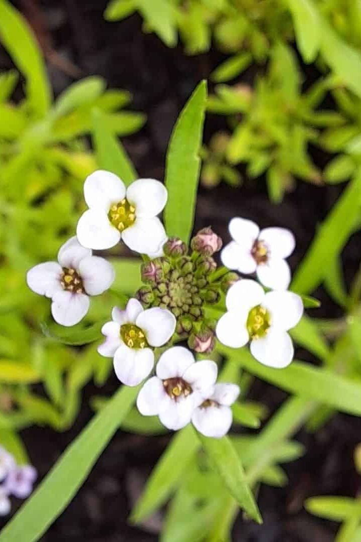 Sweet Alyssum