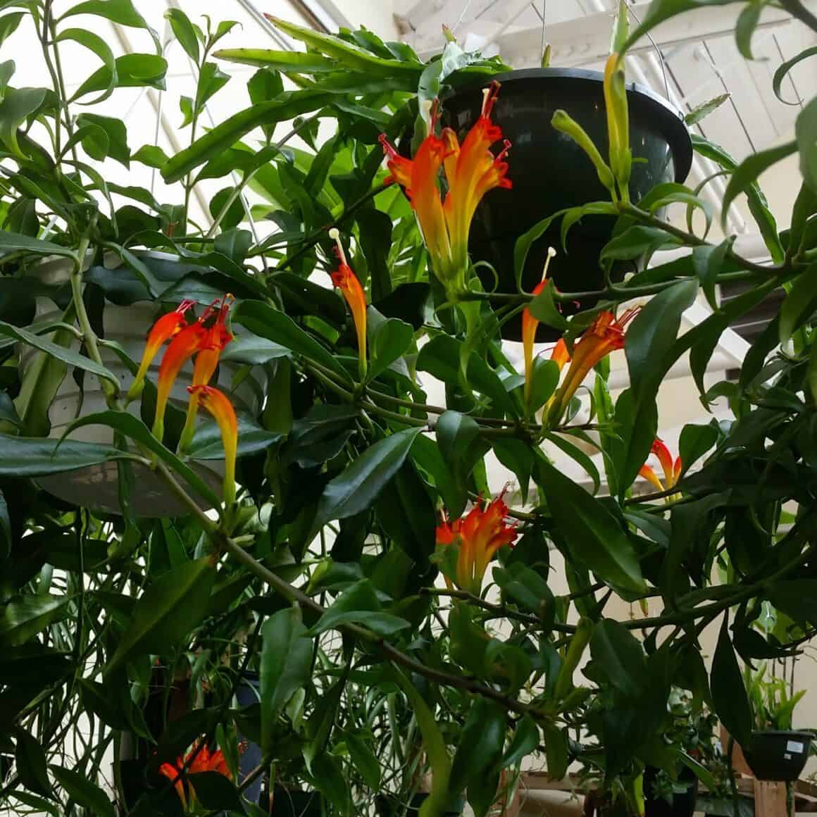 20+Popular Lipstick Plant Varieties for Indoor Gardening Plants Craze