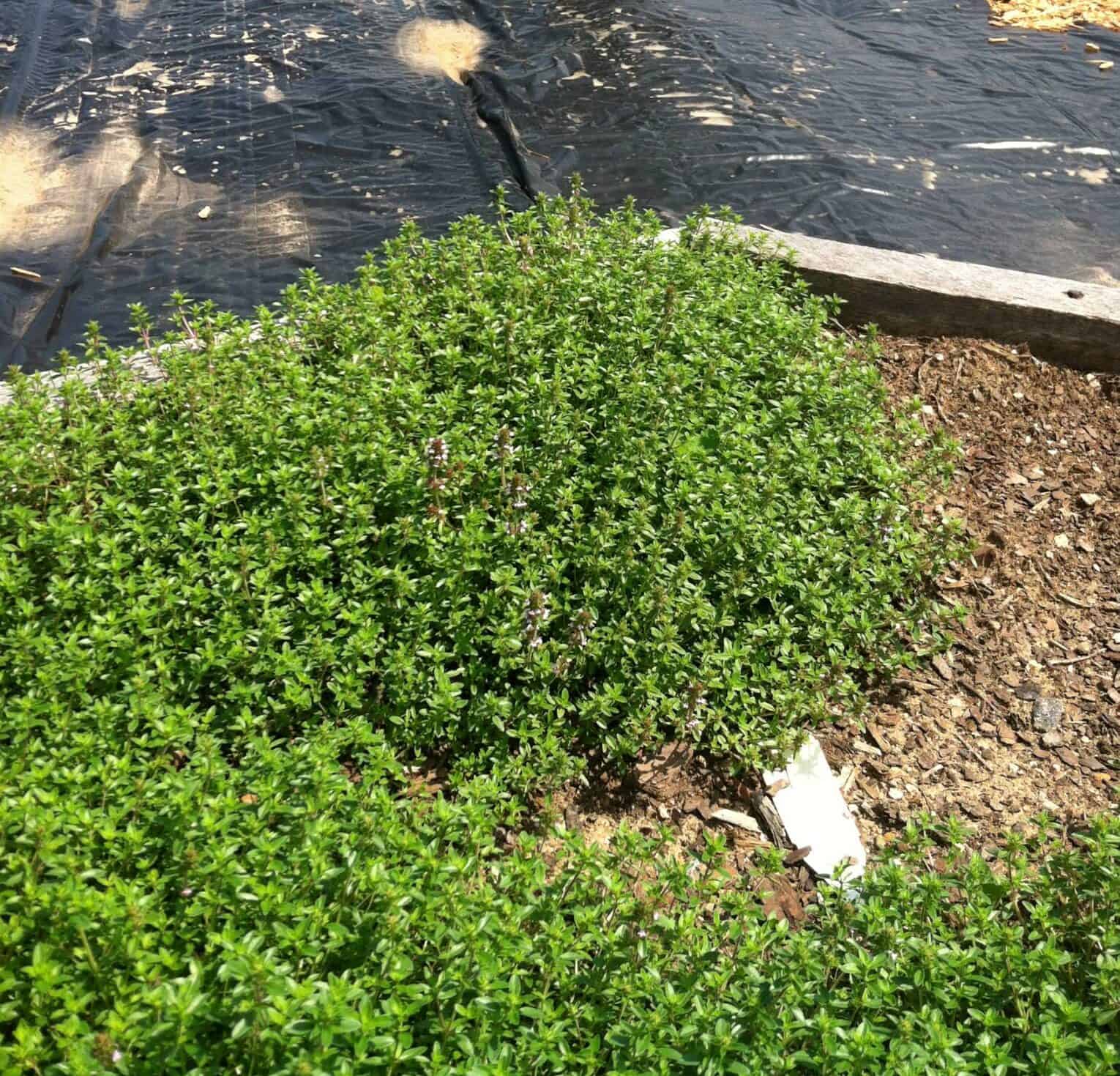 Image represents bed of Thyme growing under full sun