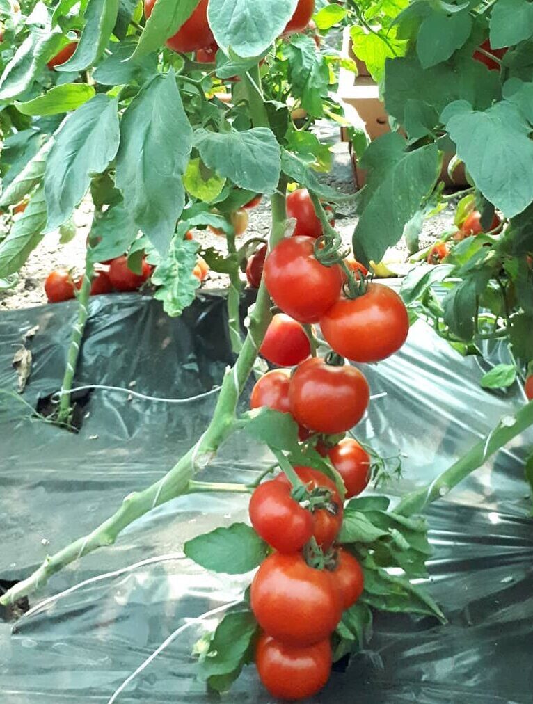 Tomato plant with red beautiful leaves.