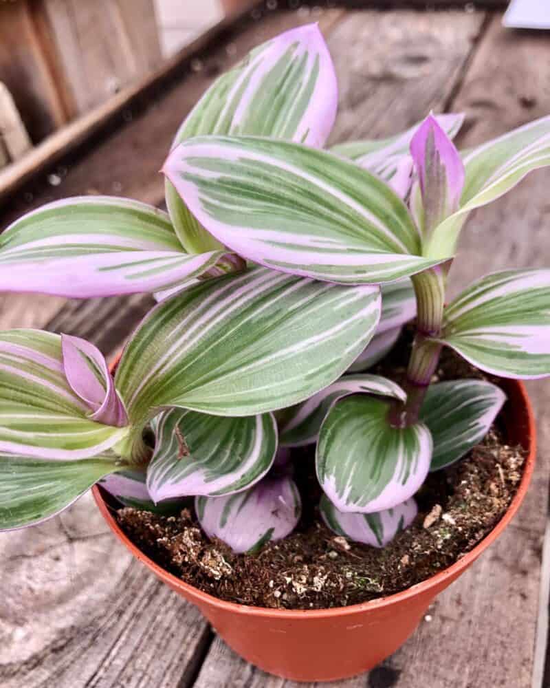 Tradescantia Varieties [9+ of the Best you can Choose From]