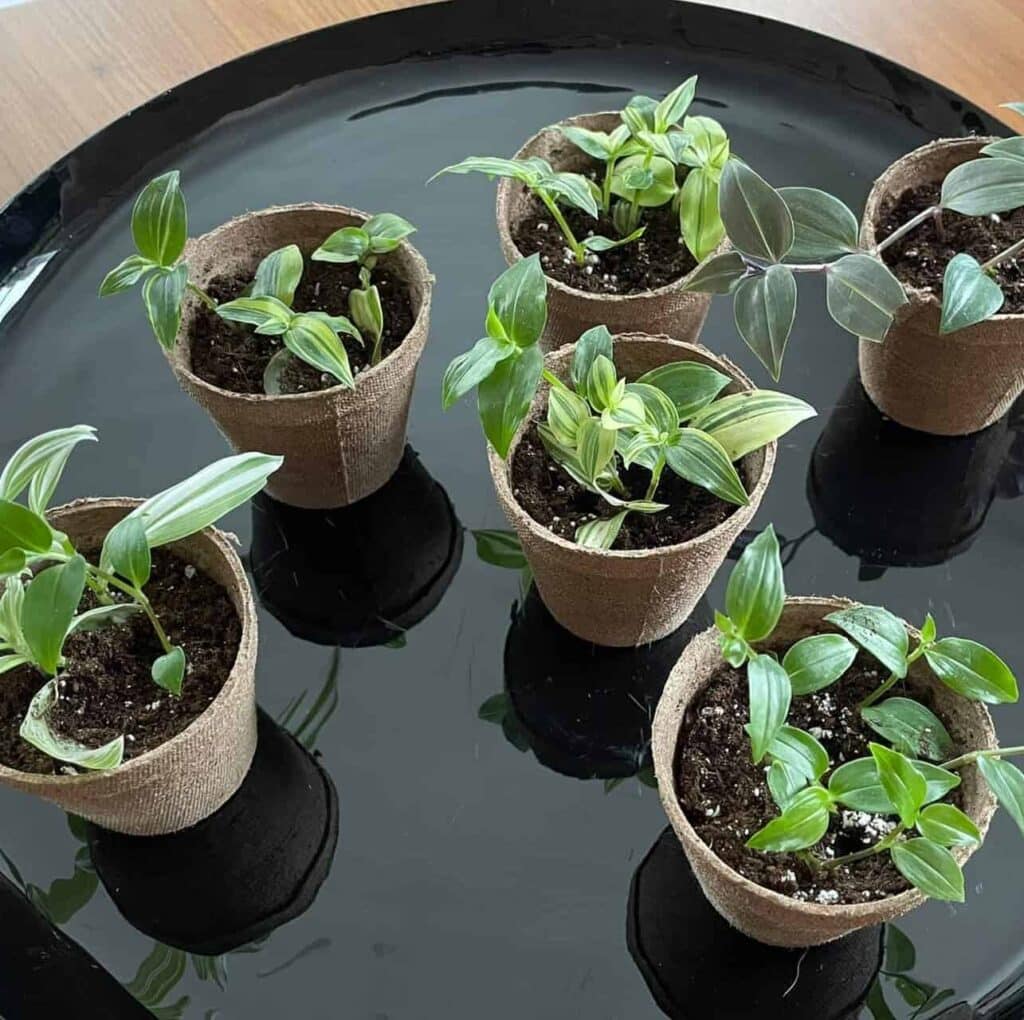 10 Tradescantia Varieties (With Pictures & Care Tips) Plants Craze