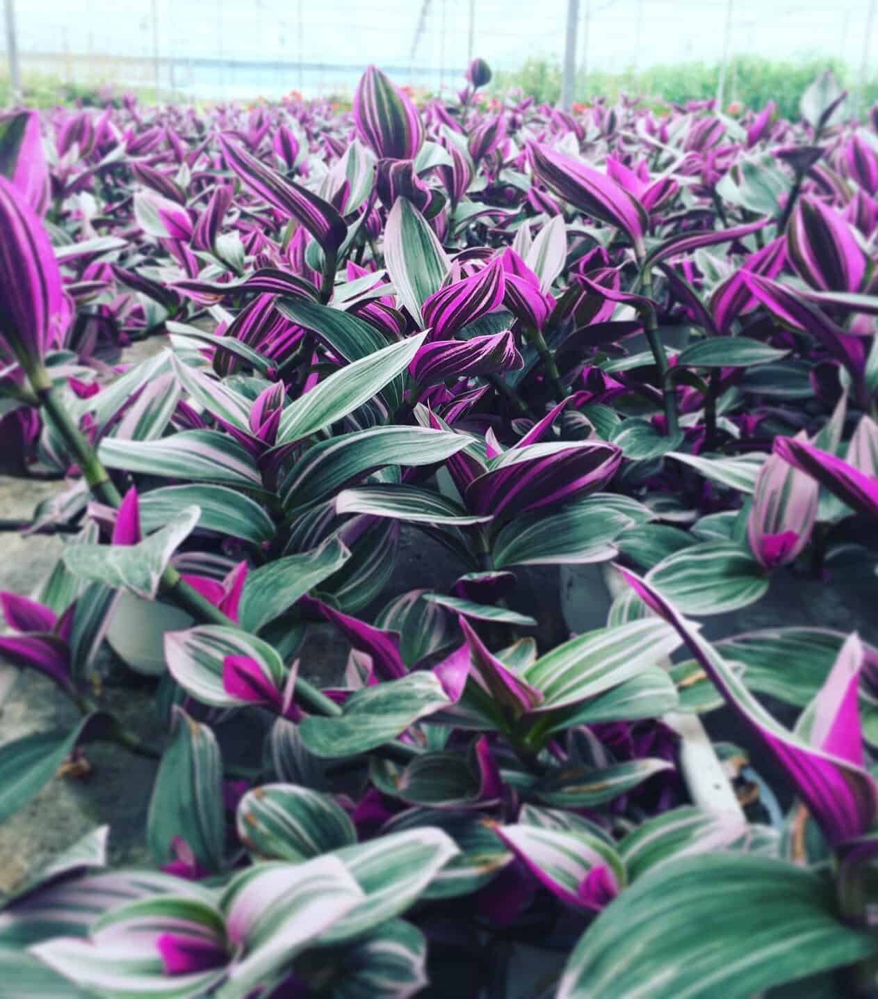 The Best Tradescantia Varieties for Green Thumbs Plants Craze