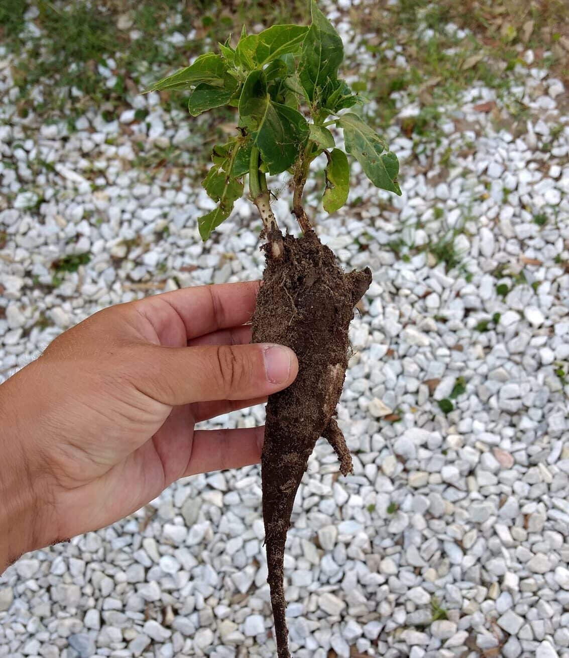 Growing Four O'Clocks [Can You Use The Seeds?]