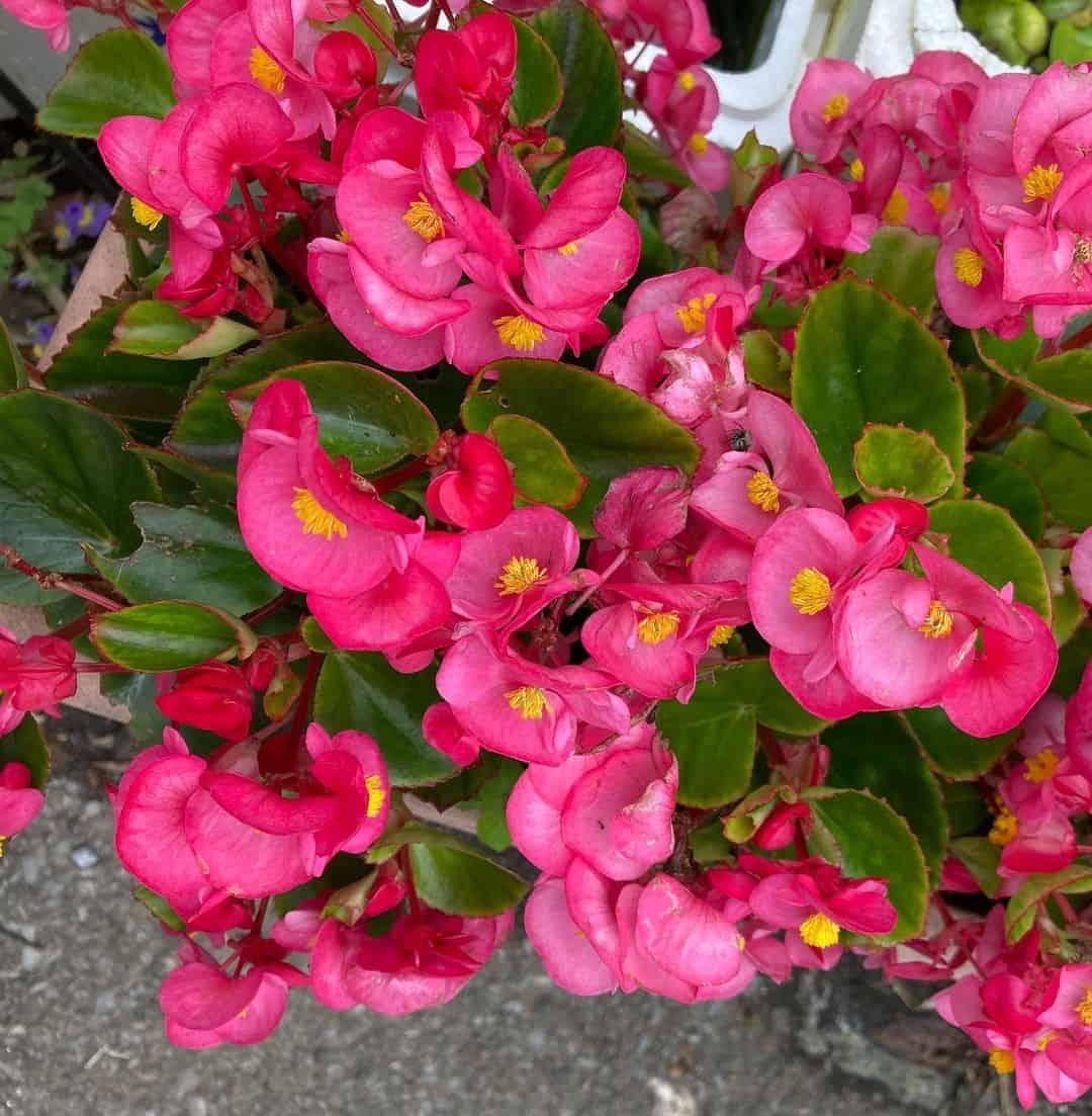 15 Best Deer Resistant Annuals That you Need to Know Plants Craze