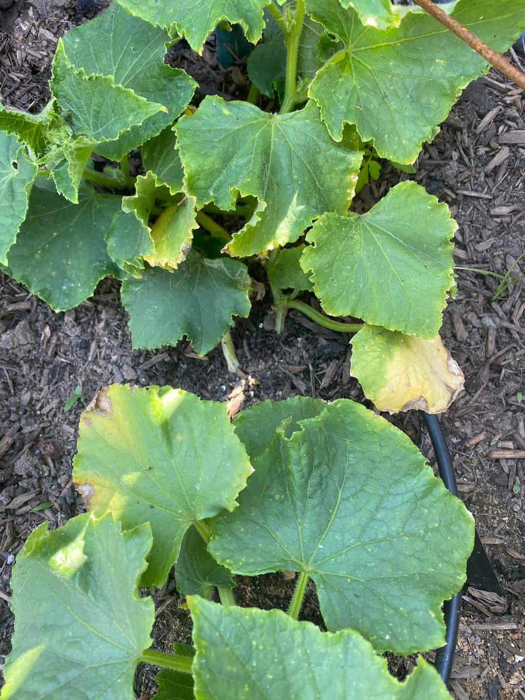 5+ Causes of Cucumber Leaves Turning Yellow Plants Craze