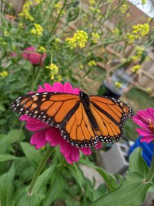 butterfly on Zinnia