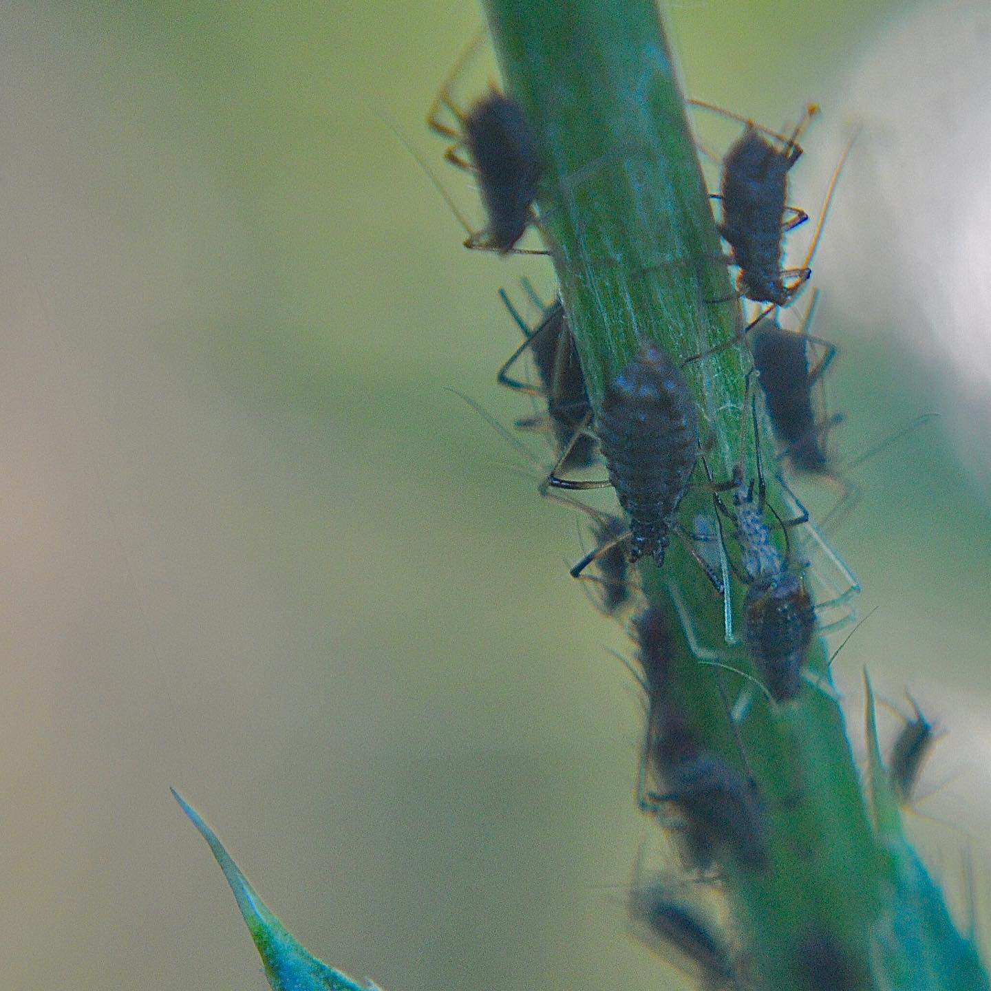 Aphids on plants cause black on plant leaves