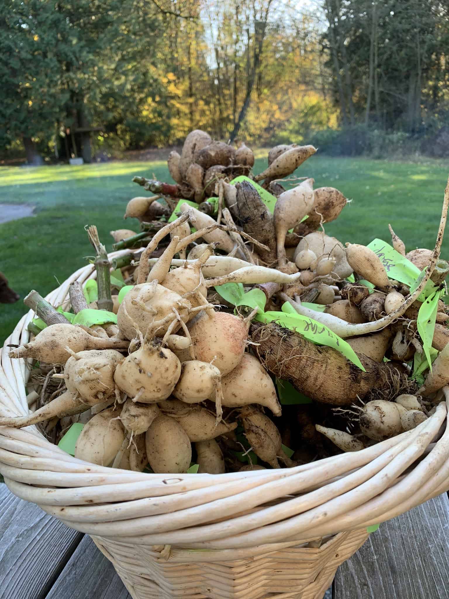 Starting Dahlias indoors from tubers 