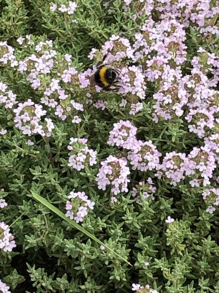 bee-pollinating-thyme-