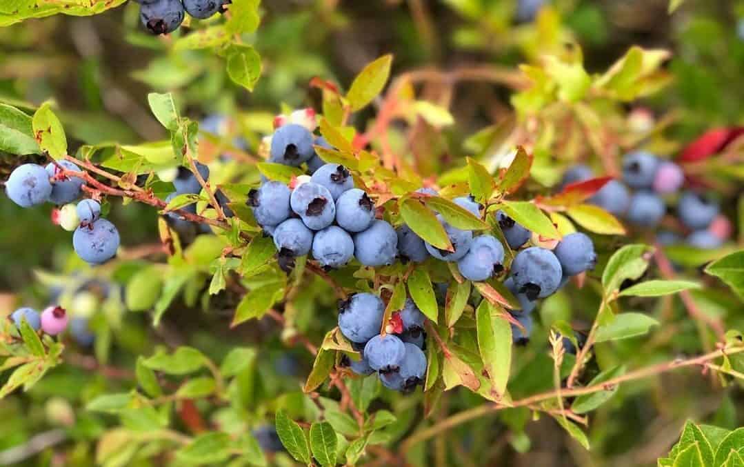 Do Blueberries Digest Like Corn at Kevin Reavis blog