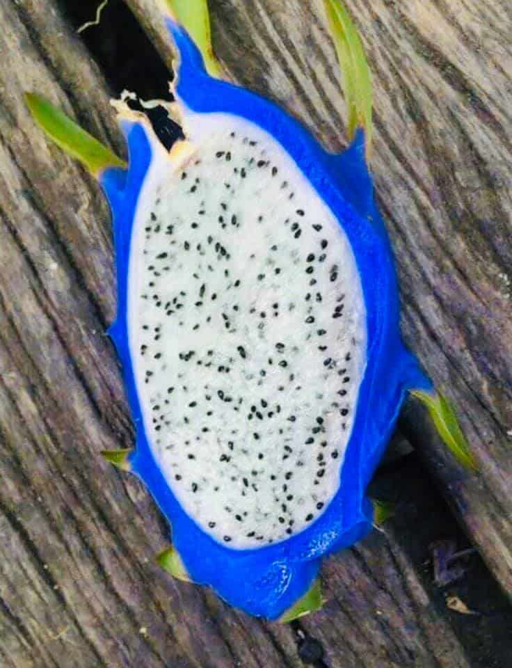 blue dragon fruit