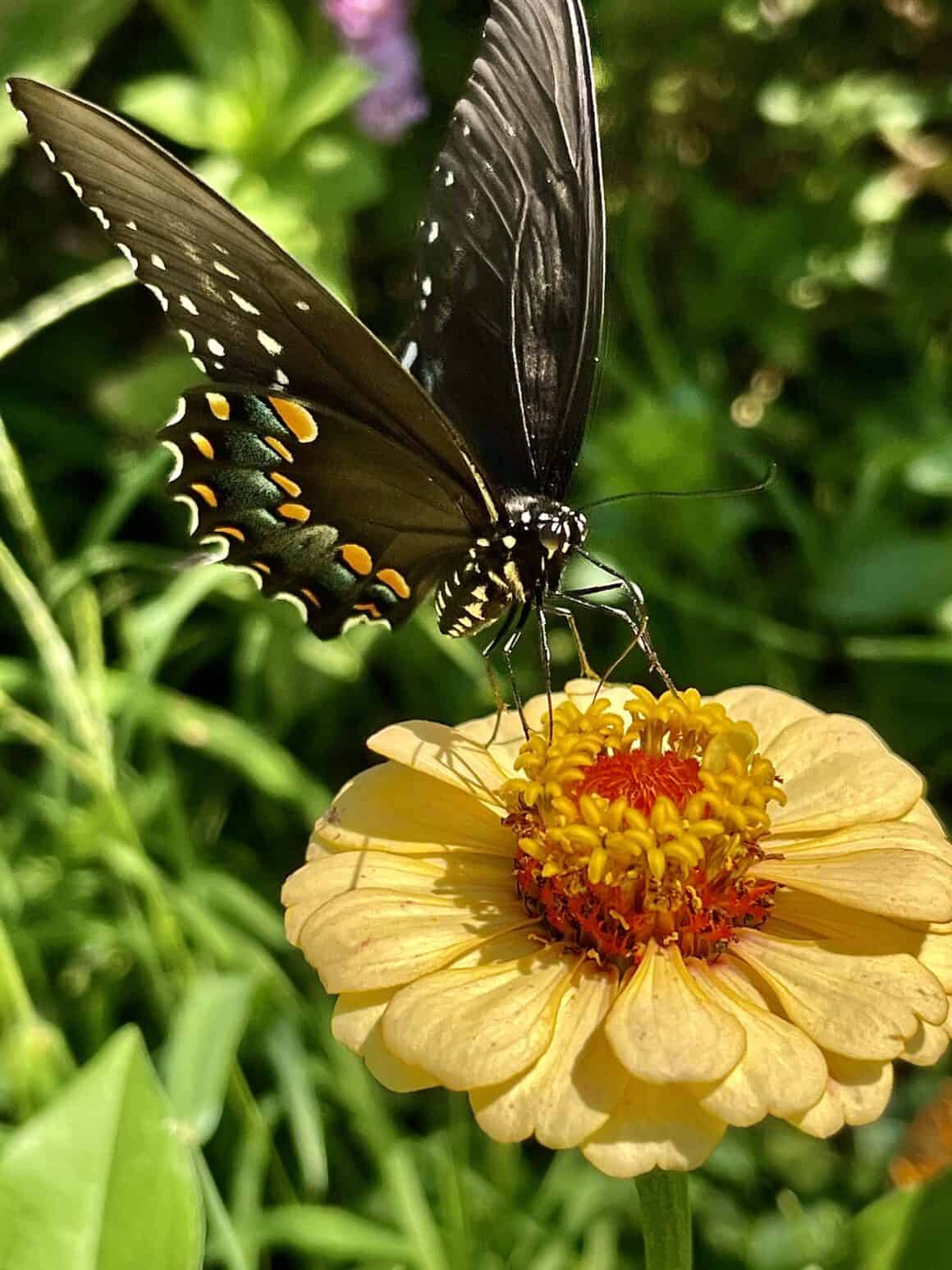 How to Harvest Zinnia Seeds When and How to Do It Right