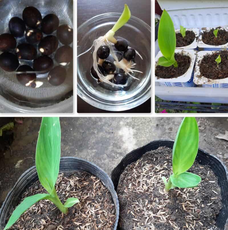 Canna Lily Seeds Harvesting & Propagating Guide