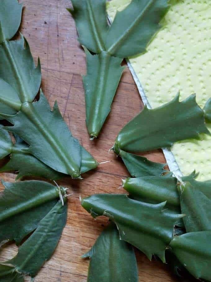 Christmas Cactus cutting