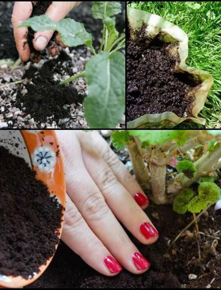 Coffee grounds on rose plant