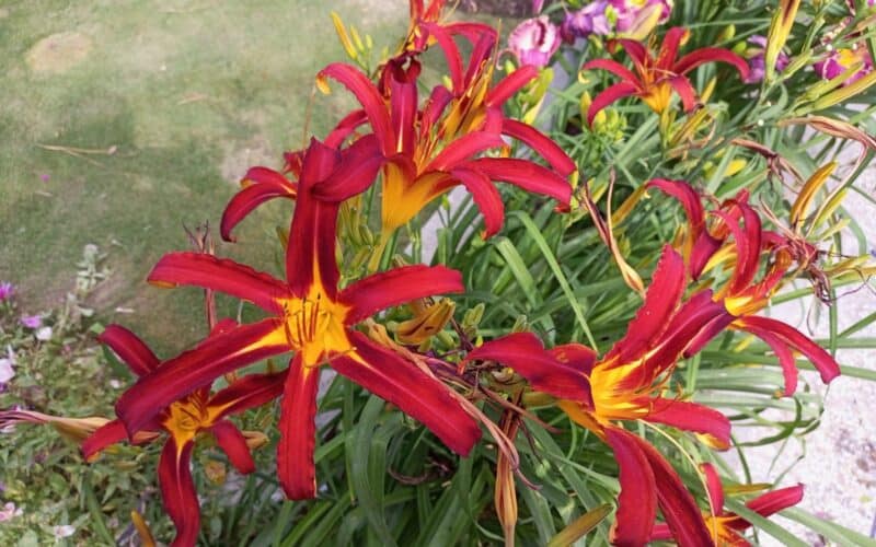daylilies-in-patio