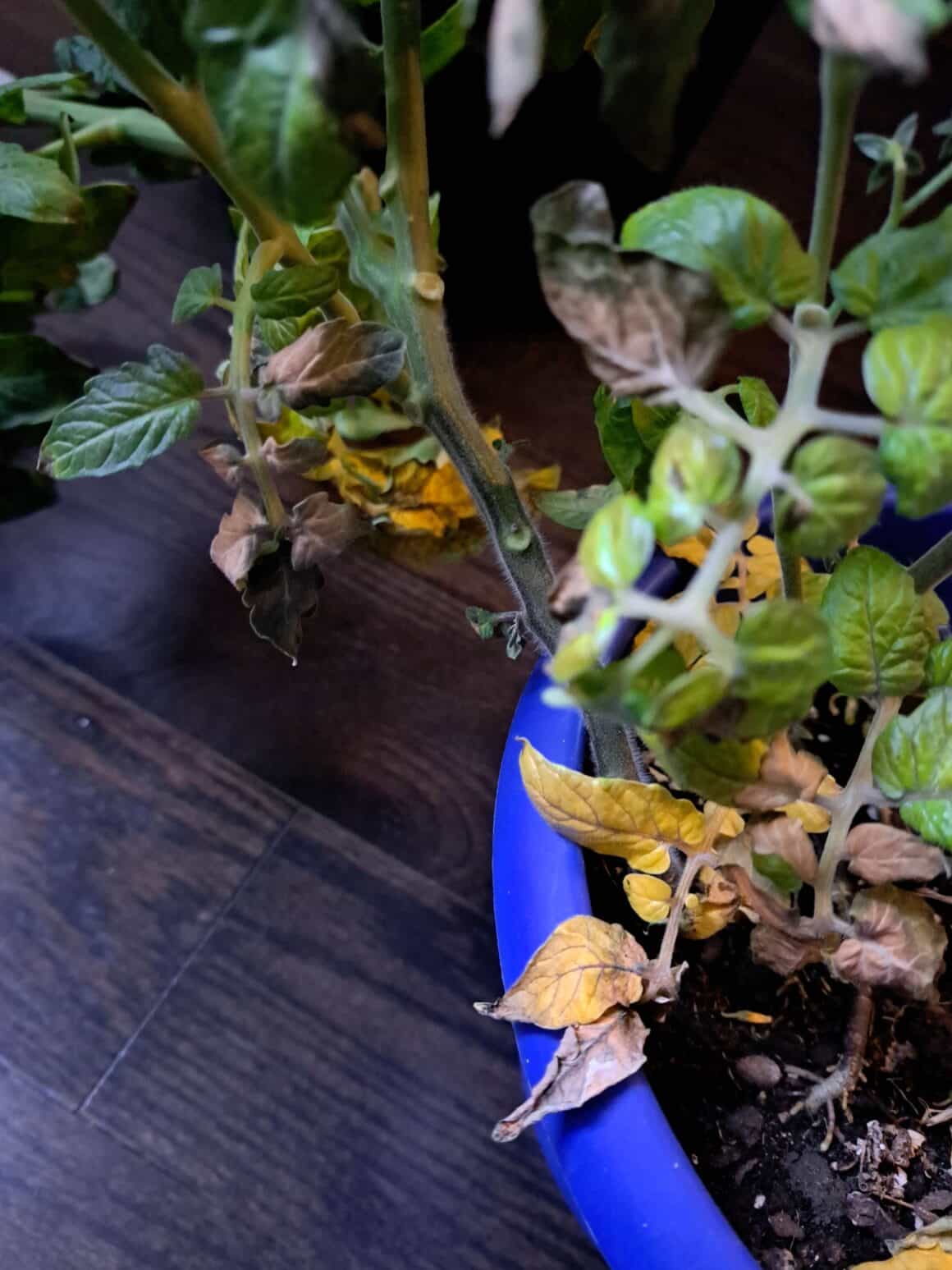 How to Fix Yellow Leaves on Tomato Plants?