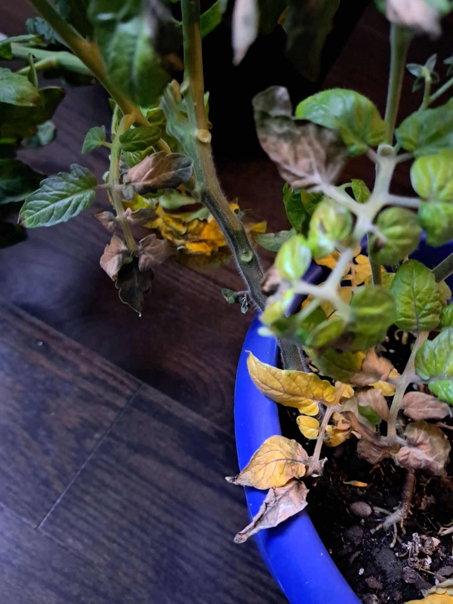 How to Fix Yellow Leaves on Tomato Plants?