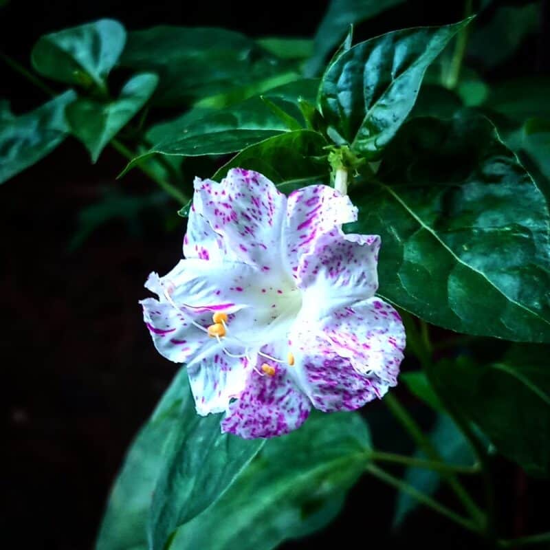 Ultimate Guide to Growing Four O'Clocks Plants Craze