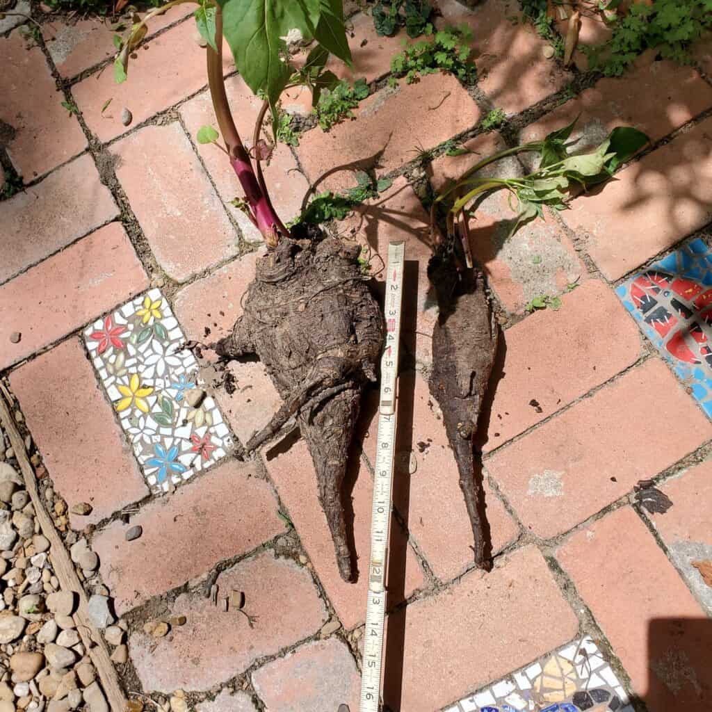 Ultimate Guide to Growing Four O'Clocks Plants Craze