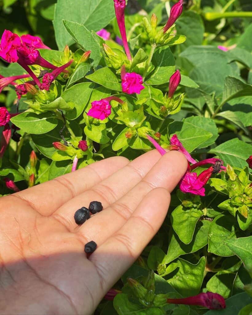 Growing Four O'Clocks [Can You Use The Seeds?]