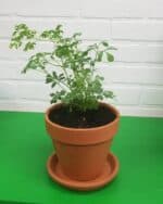 What is Ruda Plant Good For? Is it Toxic? - Plants Craze